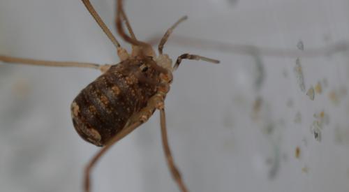 Nelima sp.